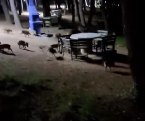 Piknikte karşılaştıkları domuz sürüsü panik oluşturdu