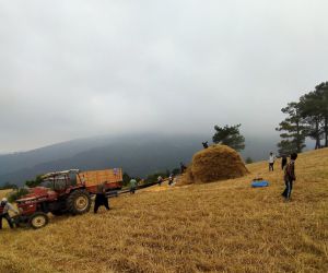 Harman makinesiyle buğday hasadı