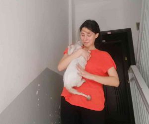 Lise öğrencisi, kedisi Duman’a kavuşunca sevinçten ağladı