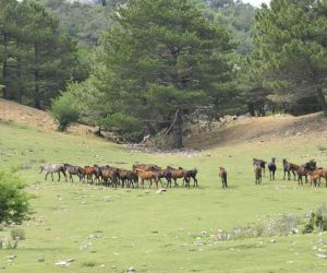 Dilek Yarımadası Milli Parkı’nda yaşayan yılkı atlarının sayısı her geçen gün artıyor