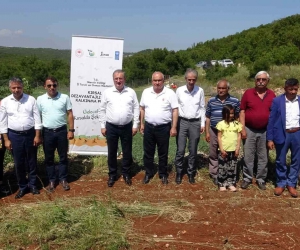 Mersin Erdemli’de 850 rakıma modern ceviz bahçesi kuruldu