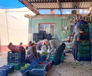 Sarıgöl’de taze yaprak alımları hız kazandı