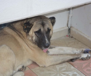 Köpeğe tekme iddiası ortalık karıştırdı: İki komşu böyle birbirine girdi