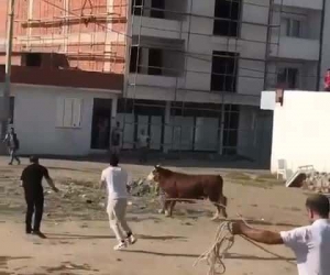 Kaçan kurbanlık boğa ortalığı birbirine kattı