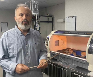 Oyun oynarken camdan atlayan kedinin karnına odun parçası saplandı
