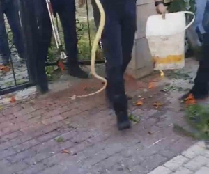 Sitenin bahçe kapısına dolanan yılan ecel terleri döktürdü