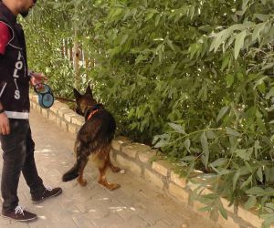 Kızıltepe’de dedektör köpek ’Eros’ uyuşturucuya geçit vermiyor