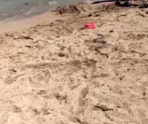 Plajda görülen yılan paniğe sebep oldu