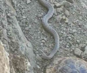 Elazığ’da 2 metrelik yılan ve kaplumbağa birlikte görüntülendi