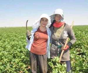Mardinli kuzenler 45 derece sıcaklıkta eğitim masrafları için çapa salıyor