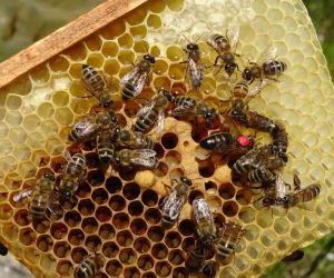 Arıların kraliçesi: 200 TL’den satılıyor