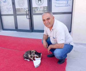 Sevimli kedi, Emirdağ Mithatpaşa Ortaokulu’nun bekçiliğini yapıyor