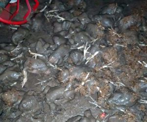 Yağış o ilçeyi de vurdu: Tavuk çiftliğini su bastı 20 bine yakın civciv telef oldu