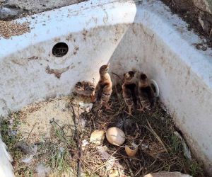 Çınarcık DKMP’de 4 tavus kuşu yavrusu yumurtandan çıktı