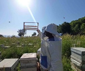2 bin 535 rakımlı Küpe Dağının eteklerinden şifa kaynağı arı sütü üretiyor