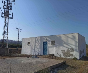 Enerji nakil hattına konan kargalar ormanı yaktı