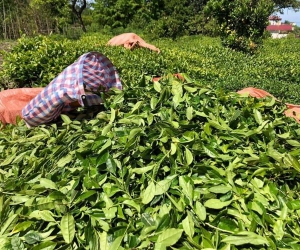 Çay üreticileri artık ÇAYKUR’a ait fabrikalara da çay satabilecek