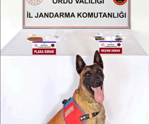 Ordu’da plaka ve reçine esrar operasyonu: 1 tutuklama