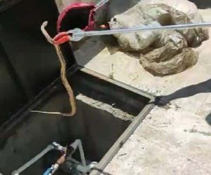 Cami bahçesine giren yılan yakalanarak doğaya salındı