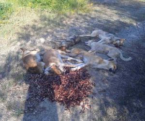 Bolu’da yan yana sıralanmış 6 köpek ormanda ölü bulundu