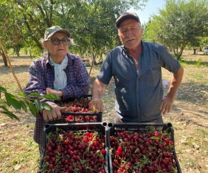  Vişne fiyatı üreticisini sevindirdi