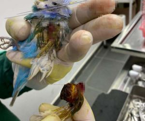 Muhabbet kuşunun kanadından fındık büyüklüğünde tümör alındı