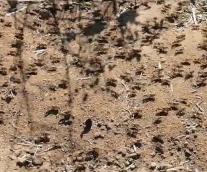Çekirge istilasının sebebi oldu: Sırada büyük bir istila daha var