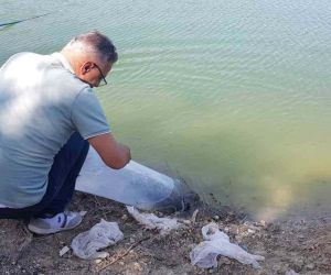 Buldan’da 50 bin balık suya bırakıldı