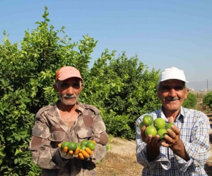 Türkiye’nin ilk ’lime’ cinsi limon hasadı Silifke’de yapıldı