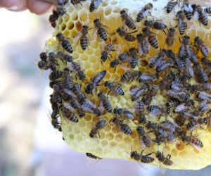 Arıcılara kapatılan bölgede ana arı üretilecek
