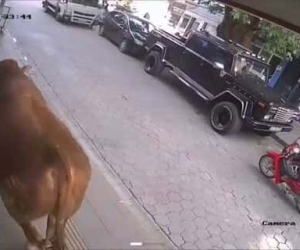 Sıcaktan bunalan tosun klimalı dükkana girerek serinledi