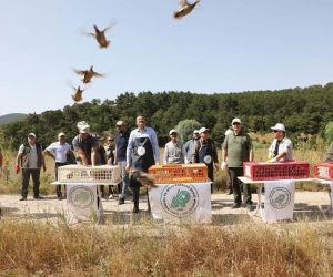 Kütahya Türkmen Dağı’na 200 keklik salındı