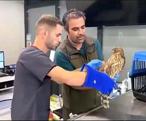 Kazdağı’nda bulunan yaralı çakır kuşu tedavi altına alındı