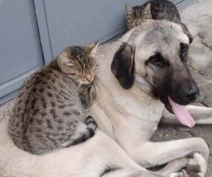 Köpek ve kedinin dostluğu görenleri şaşırtıyor