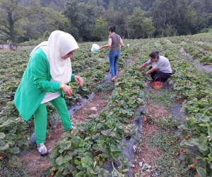 Hatay Dörtyol’da çilek hasadı başladı