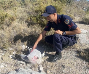 Kafasına poşet takılan martı, jandarma tarafından kurtarıldı