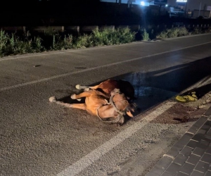 Başıboş ata çarpıp kaçtı, arkasına bile bakmadı