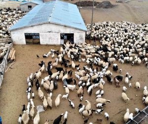 Karakuş: “Küçükbaş hayvancılık sektörü zarar ediyor”