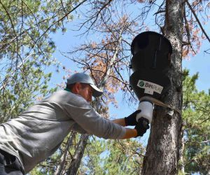 “Feromonlu Tuzak Projesi” ile ağaçlar korumaya alınıyor