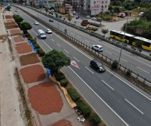 Karadeniz Sahil Yolu fındıkçılar için harman yeri oldu