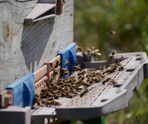 Bal arısı zehri üretim kurs başvuruları başladı
