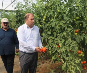 Erzincan seralarında üretilen domates 16 liradan alıcı buluyor