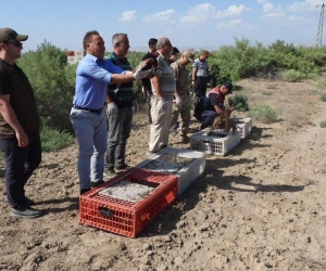 Iğdır’da bin adet sülün doğaya bırakıldı