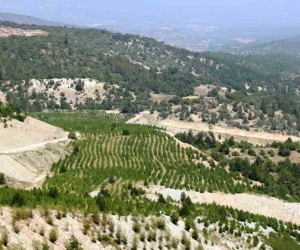 Kütahya’da 22 hektar maden sahasına 78 bin fidan dikildi