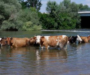 Çobanlar sıcaktan bunalan sürüleri Tunca Nehri’nde serinletiyor