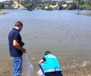 Simav’da 10 gölete 30 bin yavru sazan balığı bırakıldı