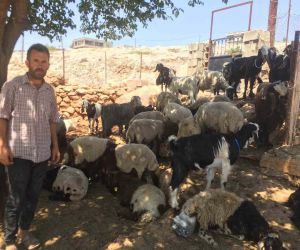 Besni’de kurt saldırısı: 26 koyun telef oldu