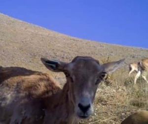 Anadolu yaban koyunu sayısı hızla artıyor