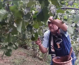 Giresunlu fındık üreticilerinin endişesi serbest piyasada oluşacak fındık fiyatı