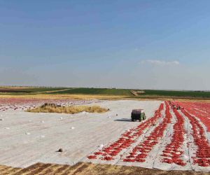 Siverek’te üretilen kurutmalık domatesler Avrupa’ya ihraç ediliyor